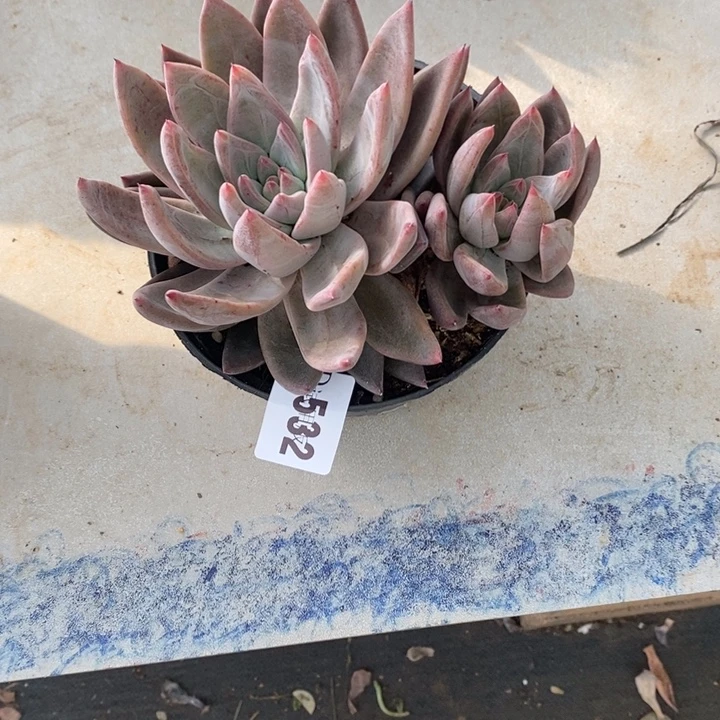 最***）532圣徒多肉植物多肉