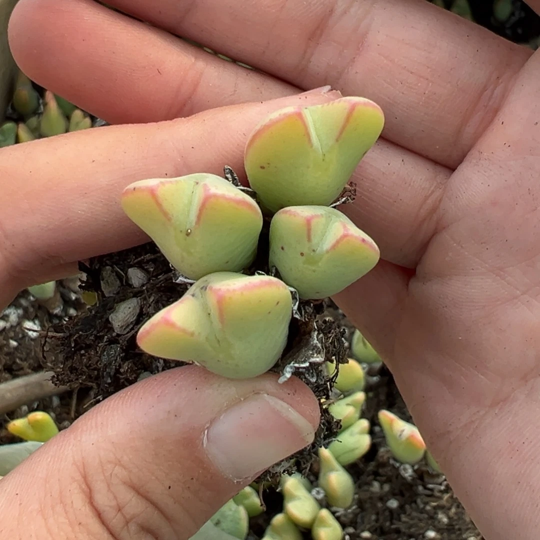 【闪购商品】177……