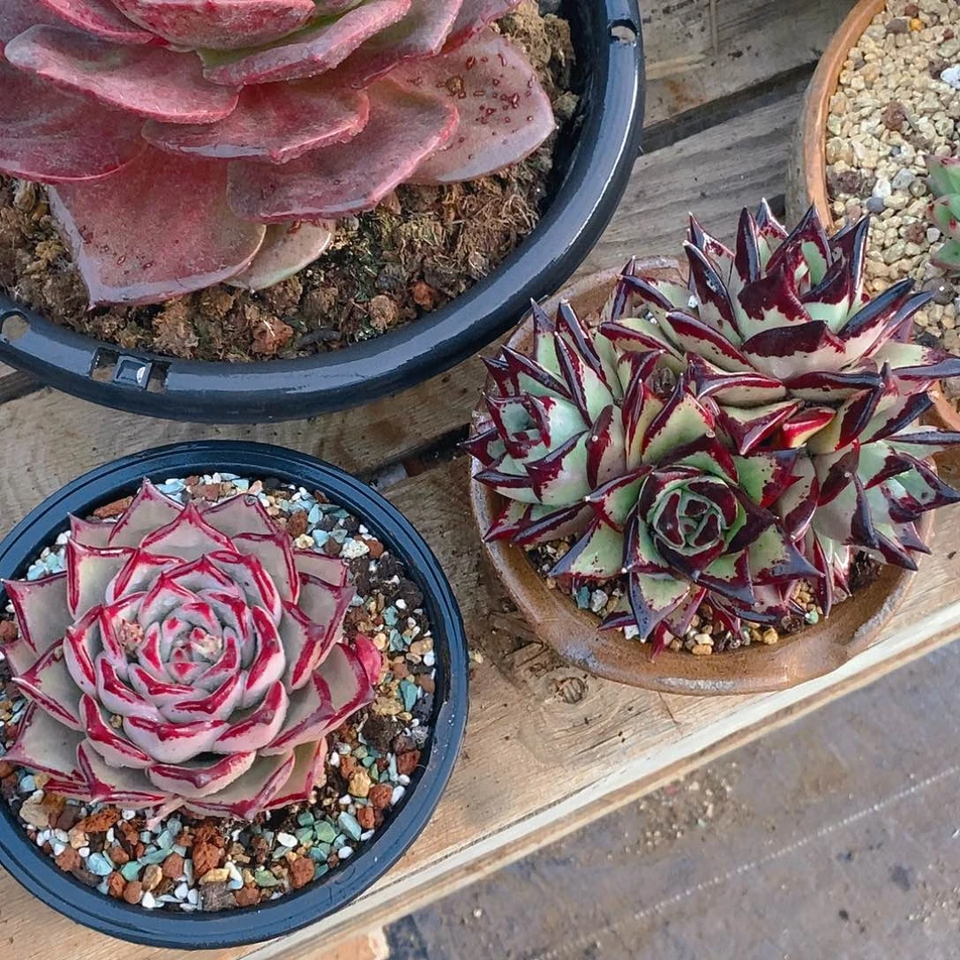 多肉植物单头四头乌木