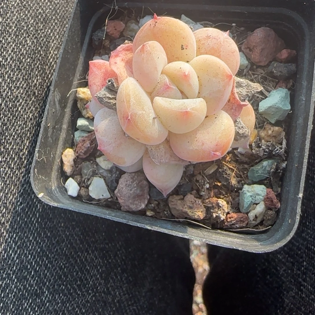 小卡拉米糖心一物一拍