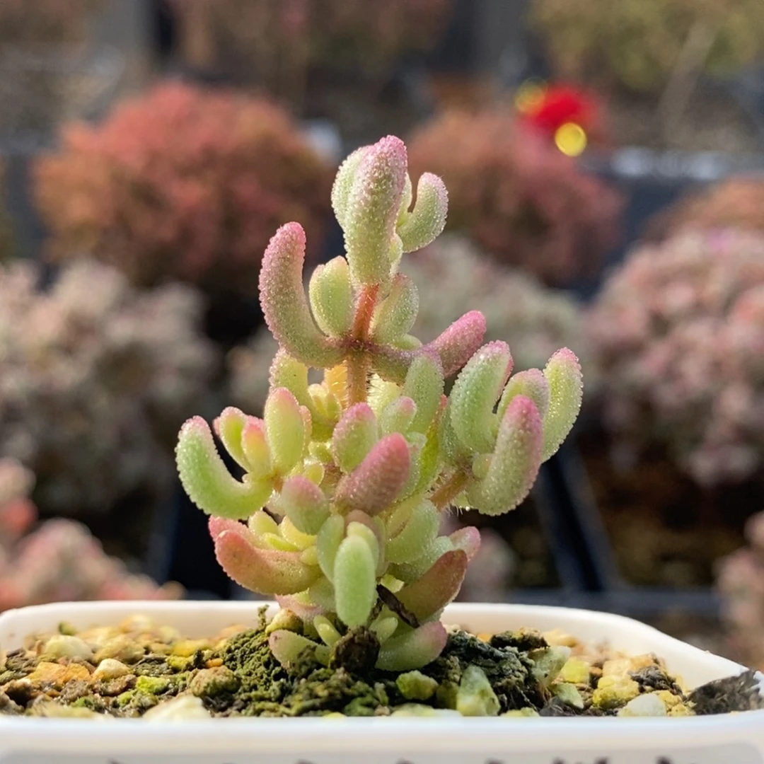 红宝石锦7159枝干番杏