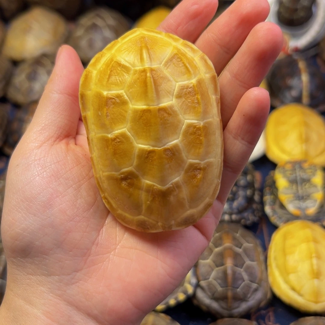 花***哨文玩龟壳手把件摆件