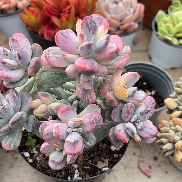 乒乓福娘锦多肉植物精品