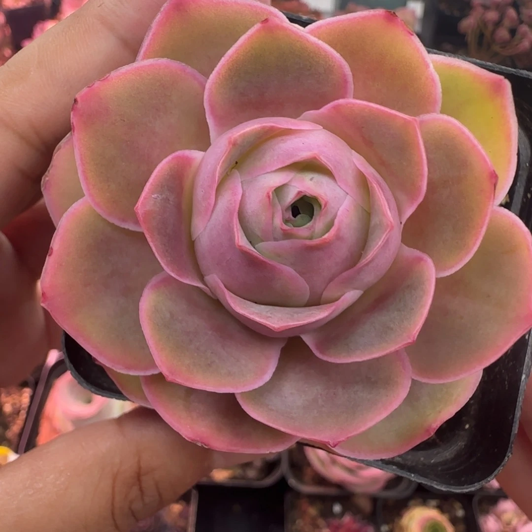 Y820半城玫瑰魅影