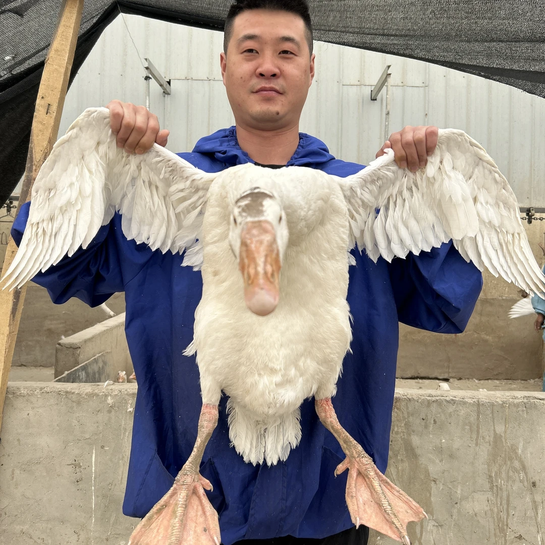 新疆包邮 散养美味新鲜现杀鲜食500天以上大白鹅0防腐剂买一送一