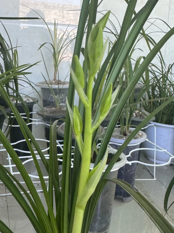 绿兰精品贵州产品