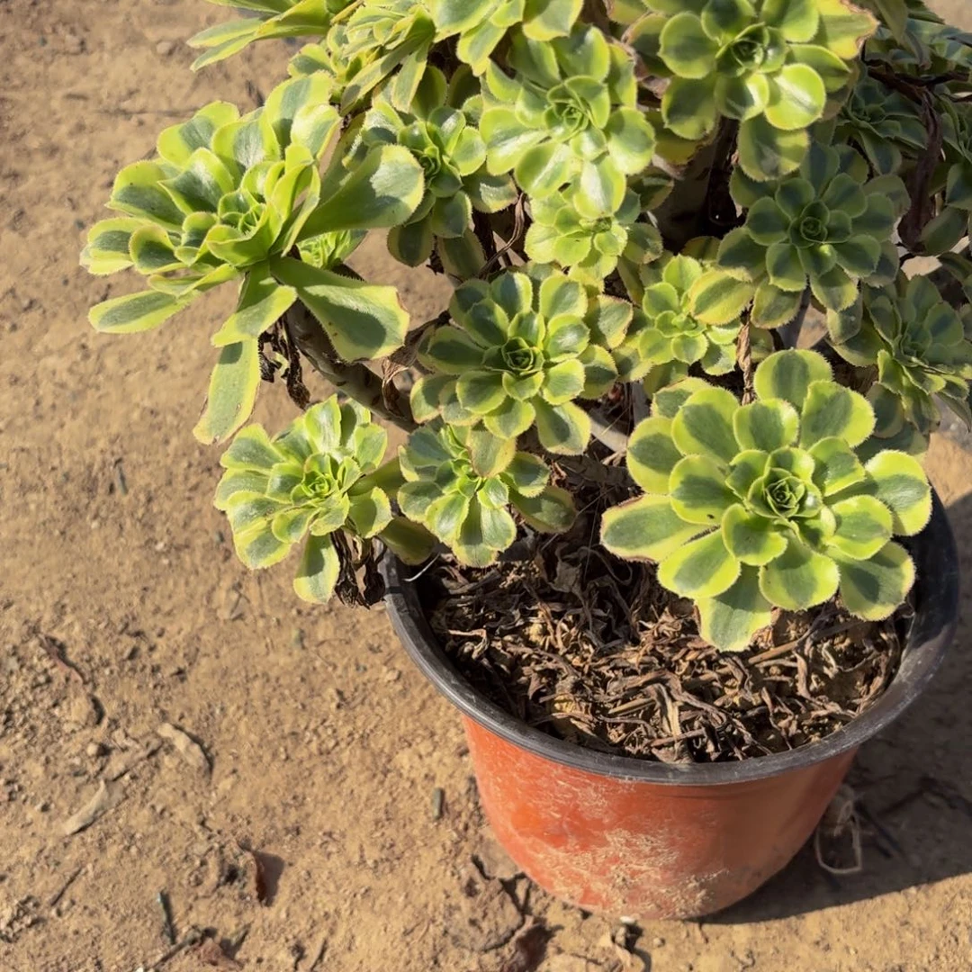 727多肉植物捧花的时候