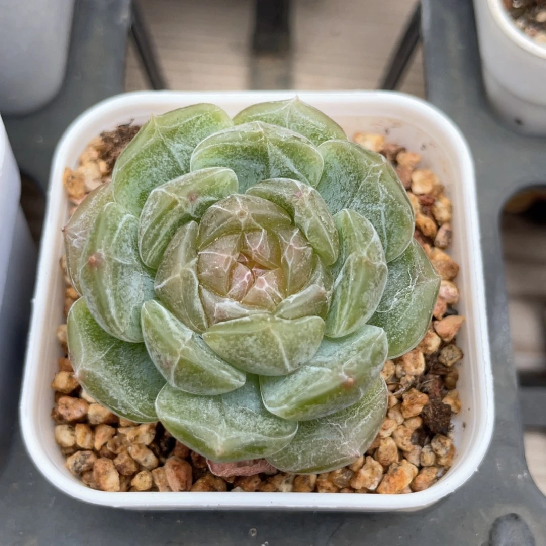 优选白恋福利1097