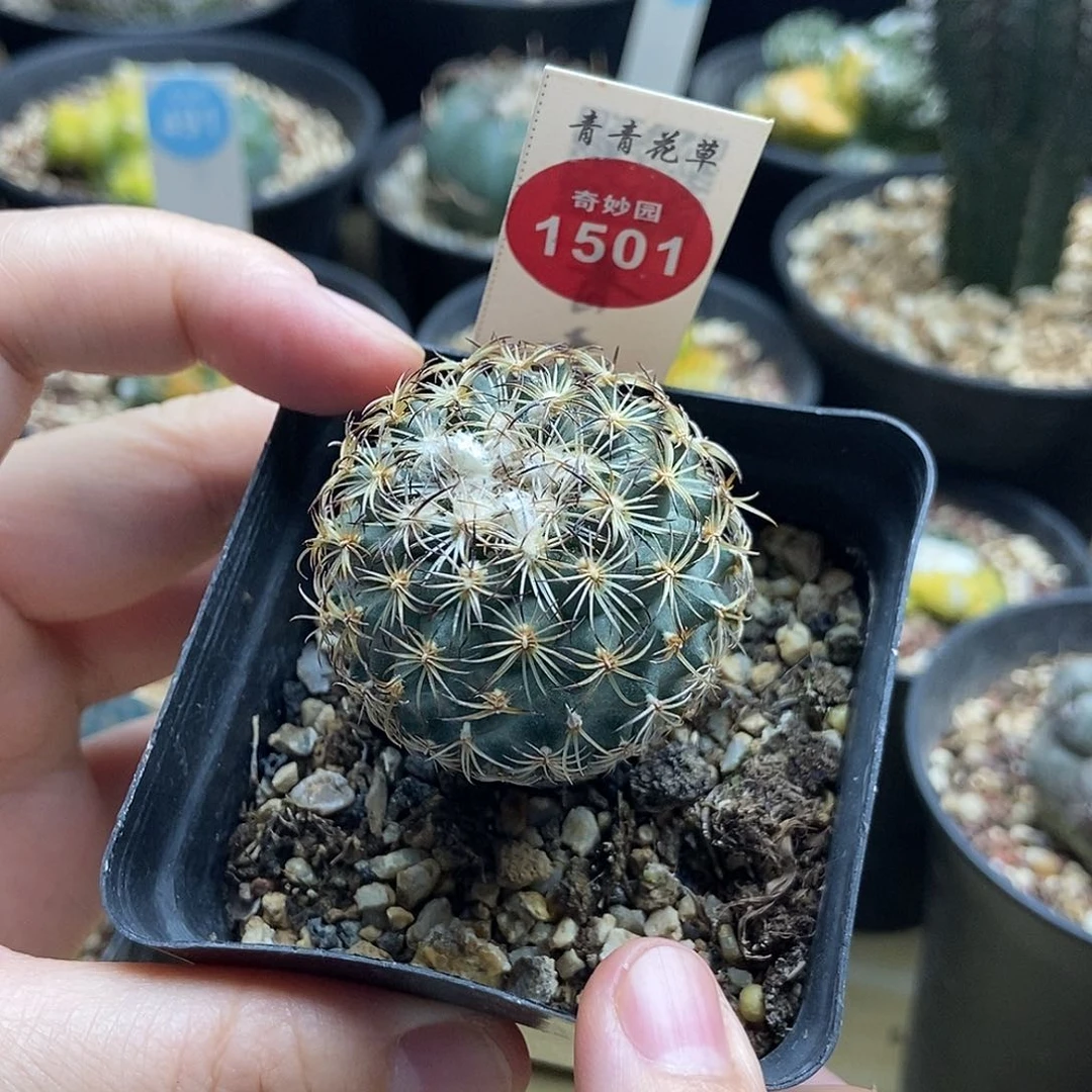 实生伊莎贝拉娇丽3.8cm