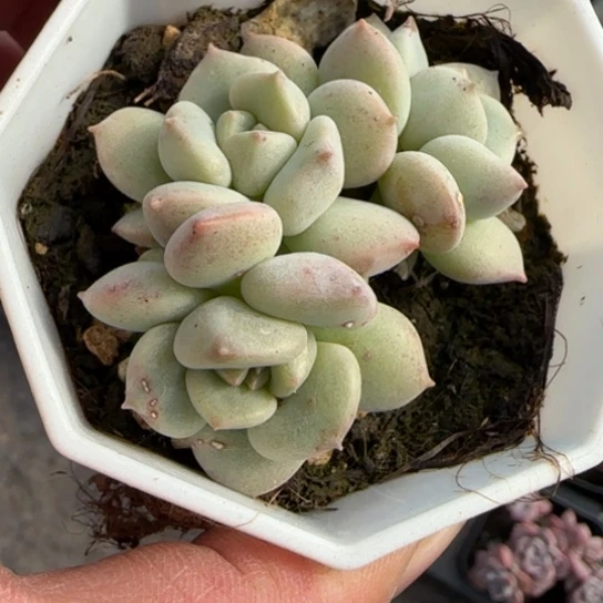 260超奶多肉植物多