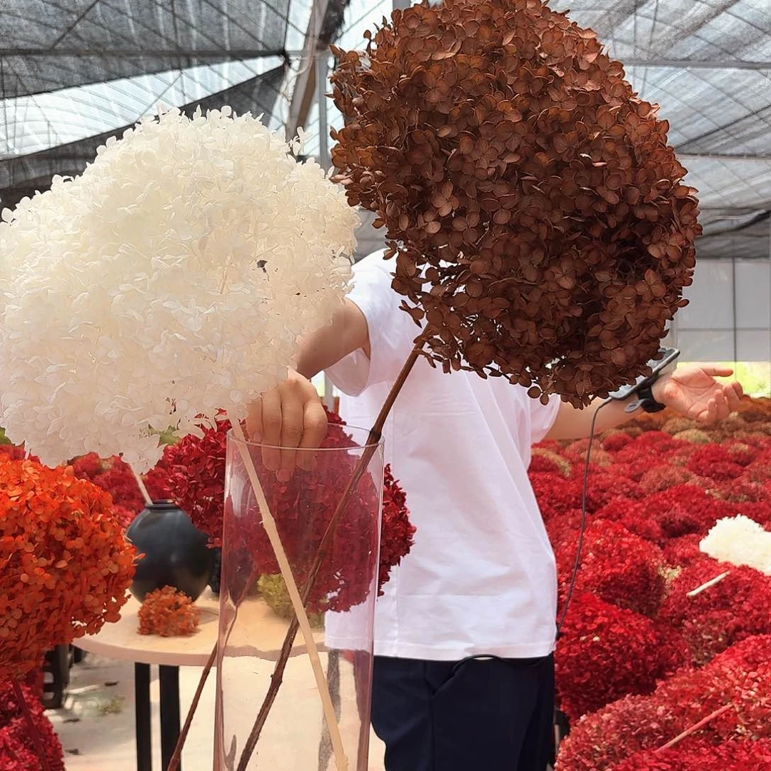 完全开放白一，咖啡一