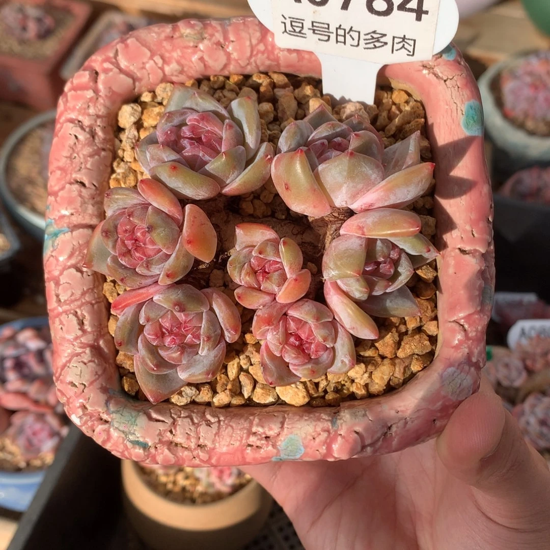 A0784 星影老桩 油脸 有砍 8.5cm