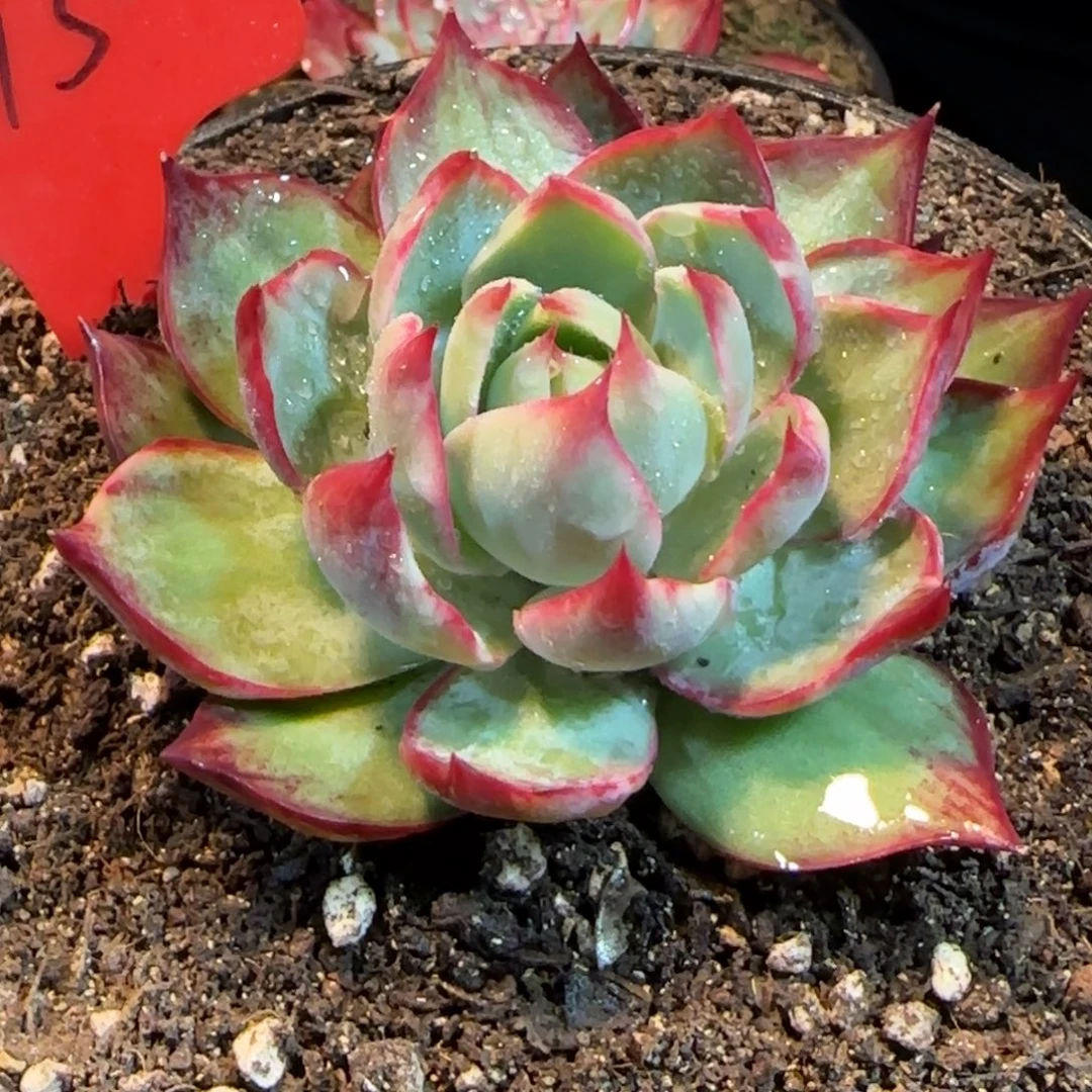 惊鸿一物一拍包装收缩花旱215