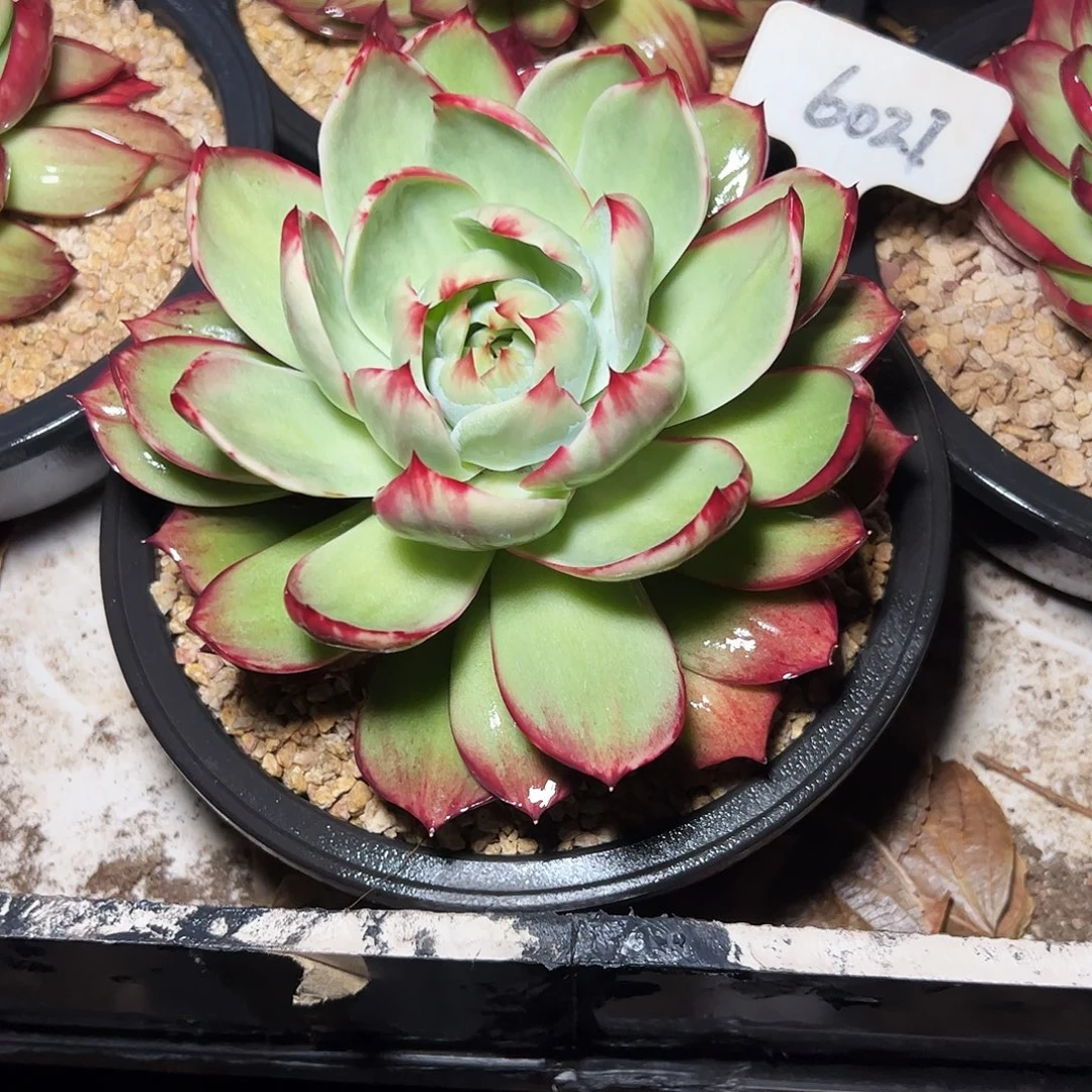 淡***@惊鸿仙子一物一拍6021号