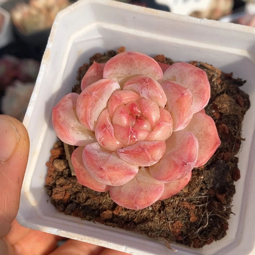 精品多肉一物一拍不包整59