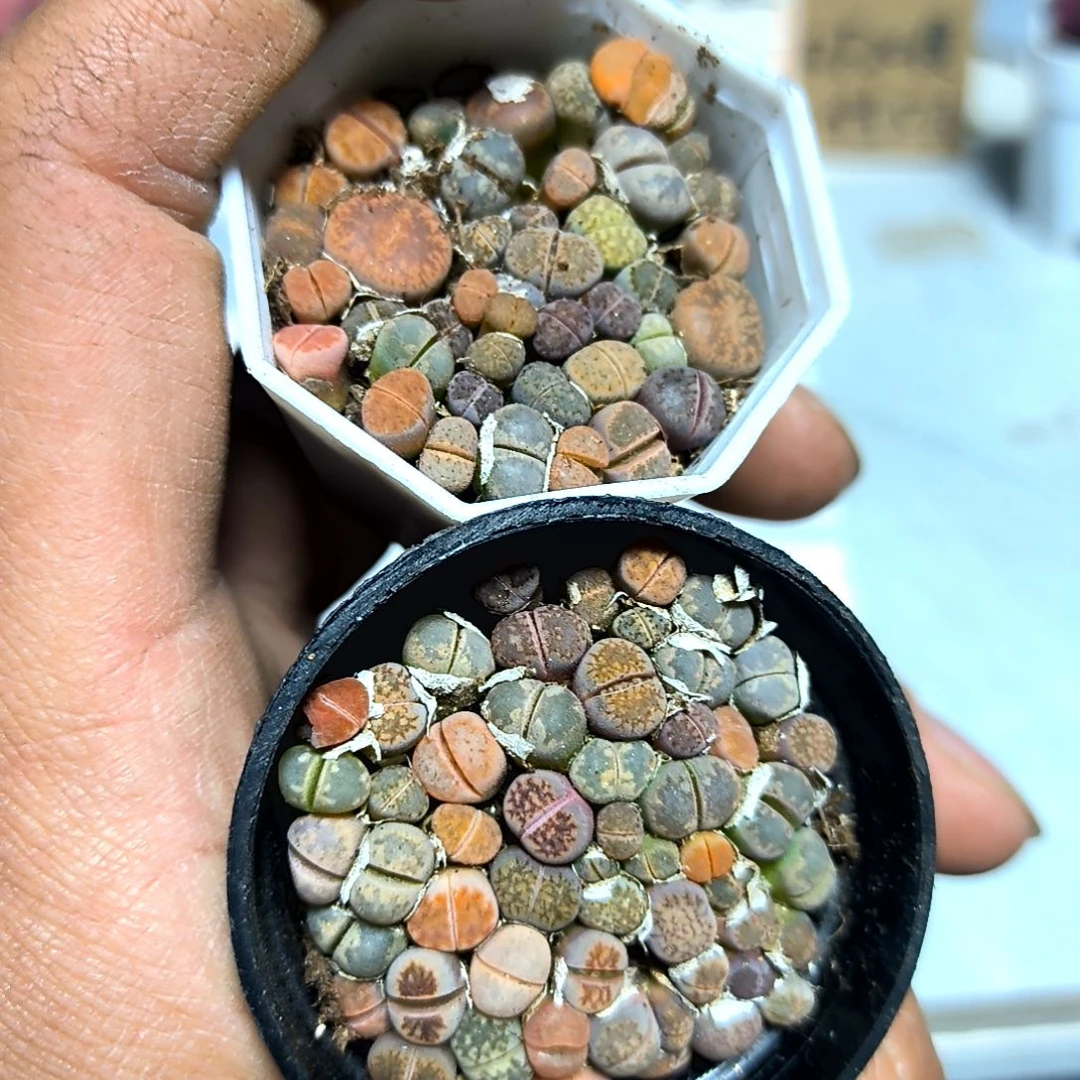 满6元包邮，彩色生石花八角盆小小