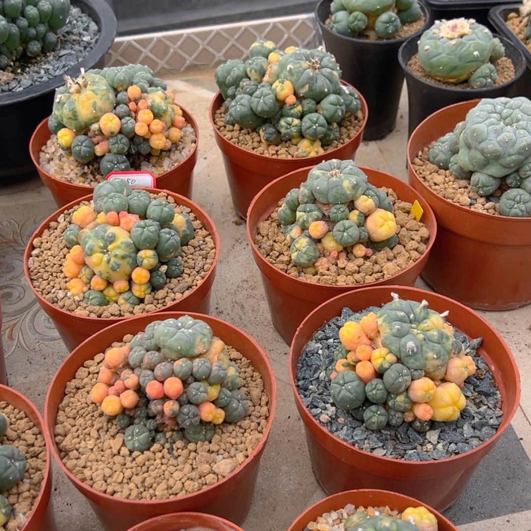 m锦群yu带盆锦超好