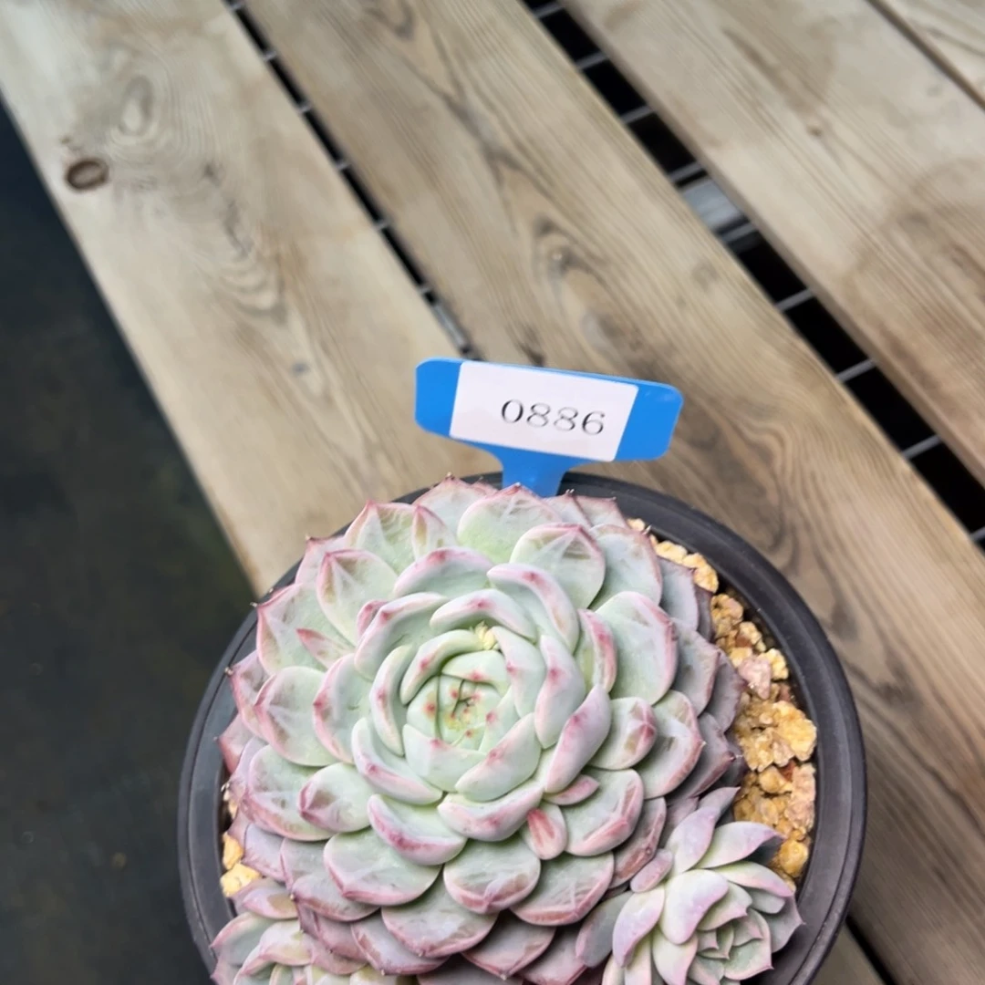 谢*0886肉多哦多哦多哦多哦