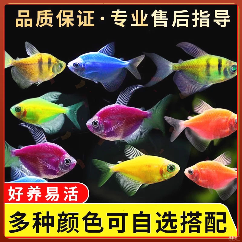 好养天使热带小鱼观赏耐懒人鱼群鱼苗淡水鱼小型活淡水鱼观赏鱼