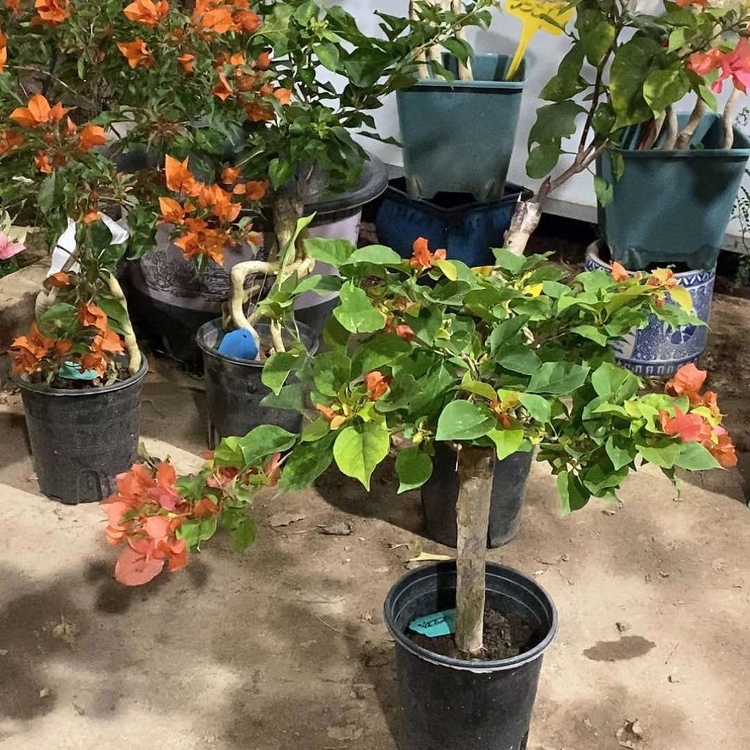 大部分开放少量花苞月光橙3654