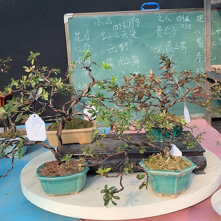 完全开放花舞鼓黑红之月紫光之舞菲梅锦