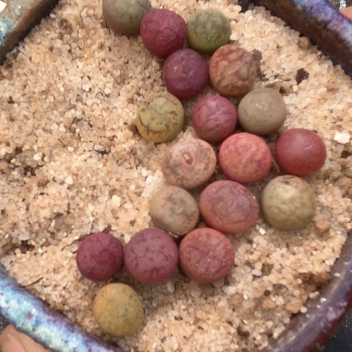 22527小毛杂一颗