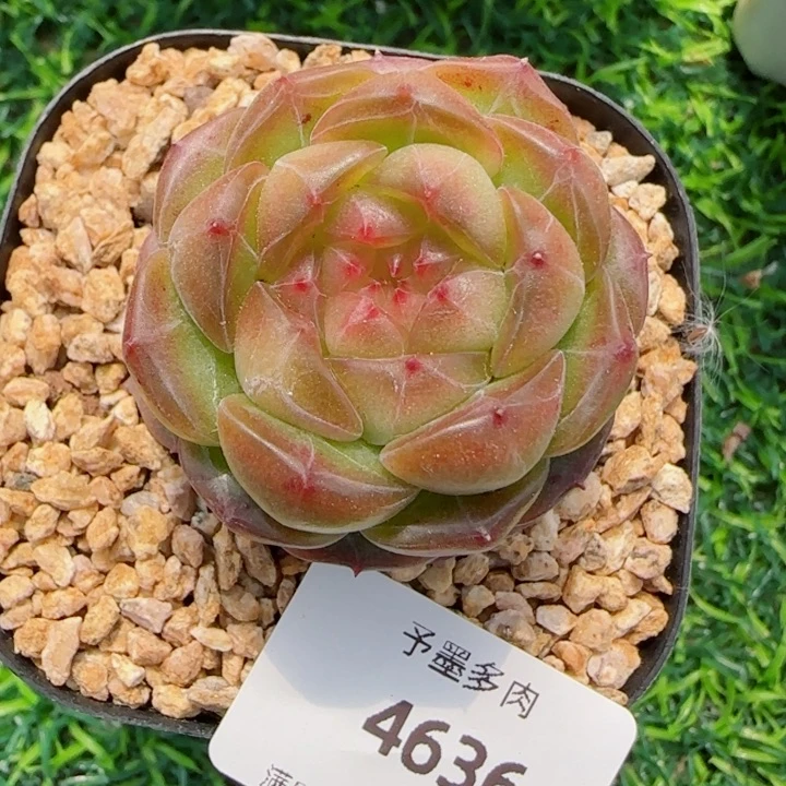 星空幻想，4636多肉植物