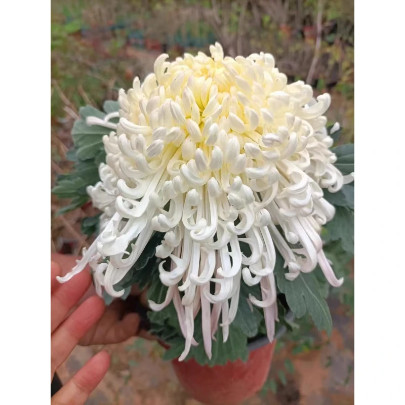 大花白虎头菊花盆栽小苗