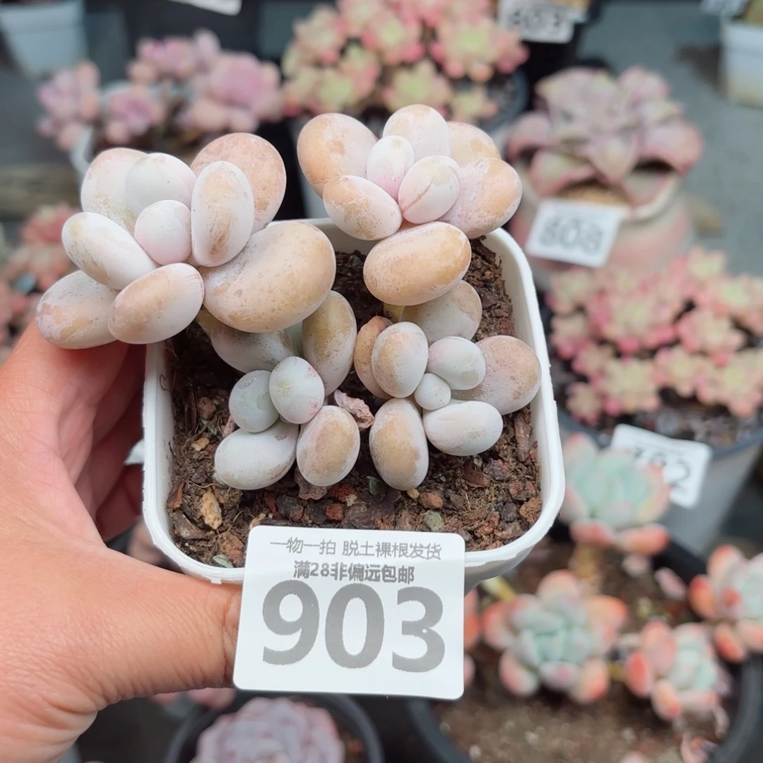蛋黄奶无盆土发货
