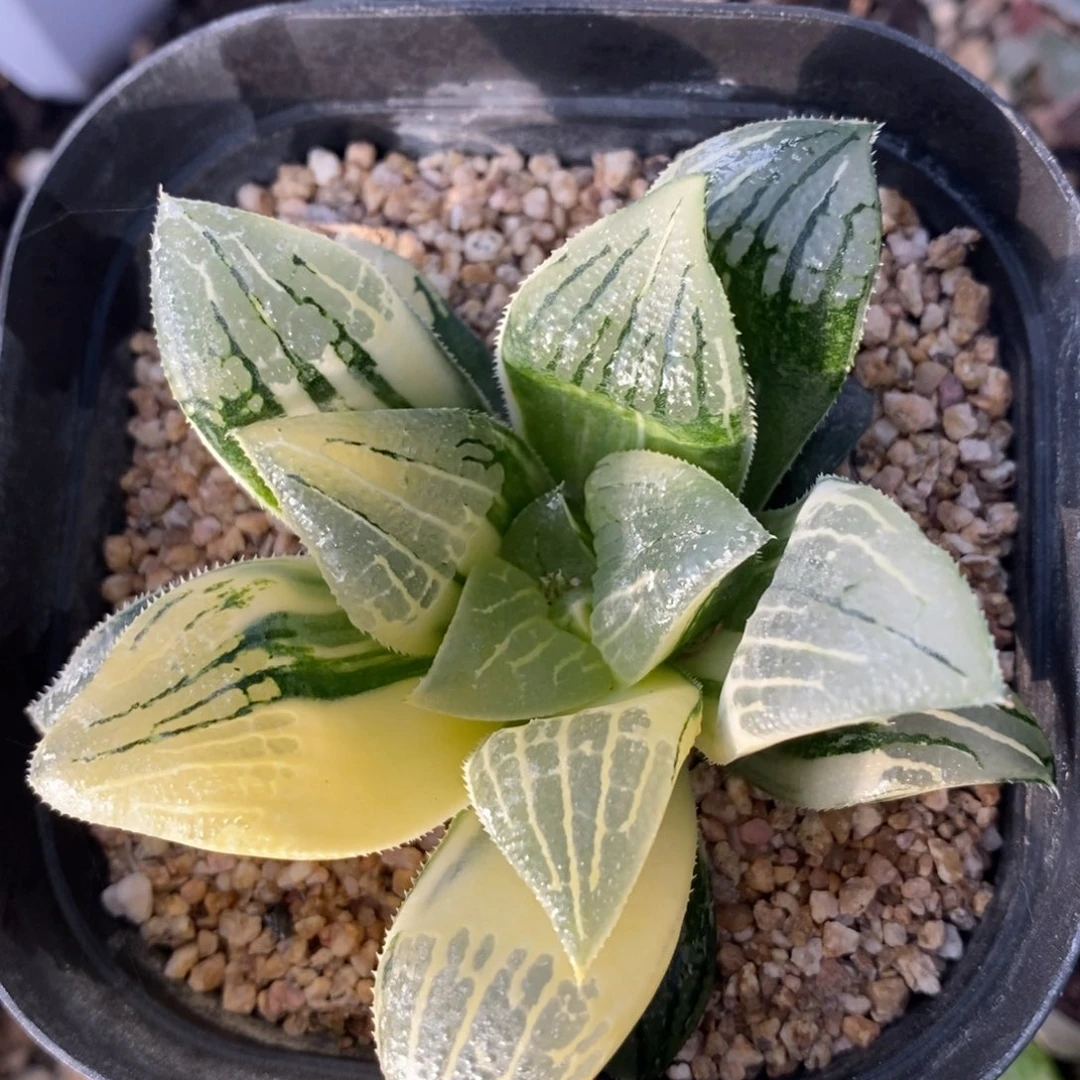 一颗实生磨面寿锦