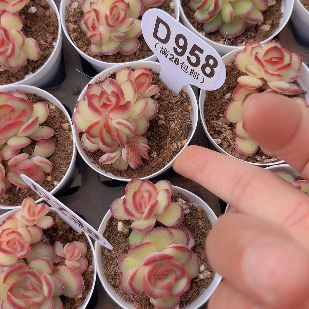 望***安D958肉酱玫瑰一物一拍