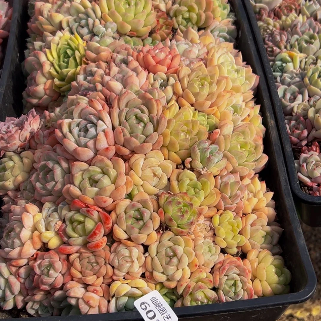 远***你608大热天的一天从早上开始到