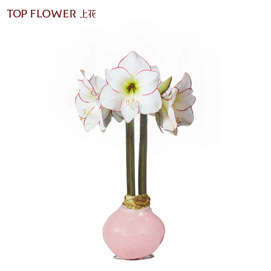 【朱顶红蜡球 毕加索】 Officine美好花市秘鲁进口懒人花材顺丰空运