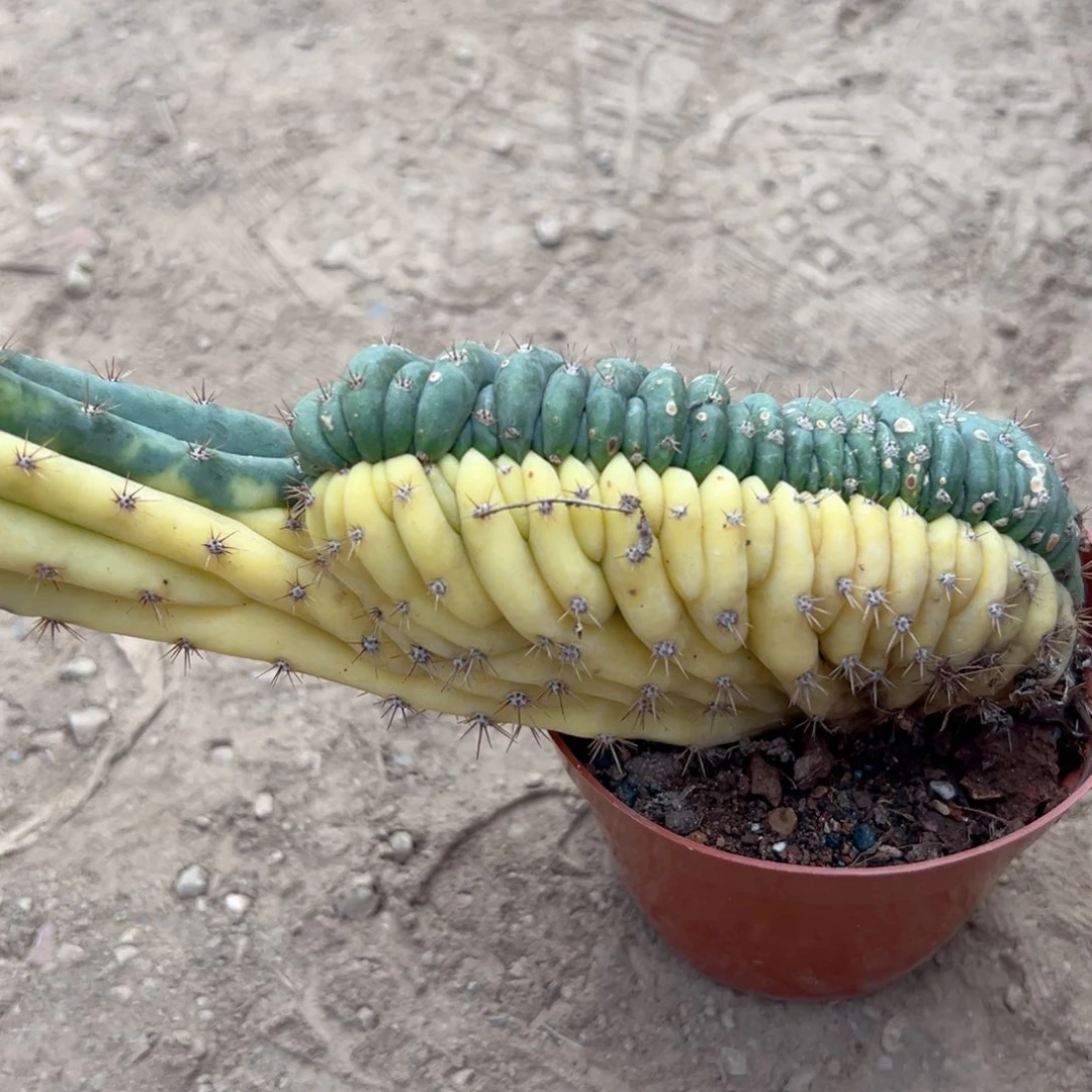 北***天零零落落零零落落来来来