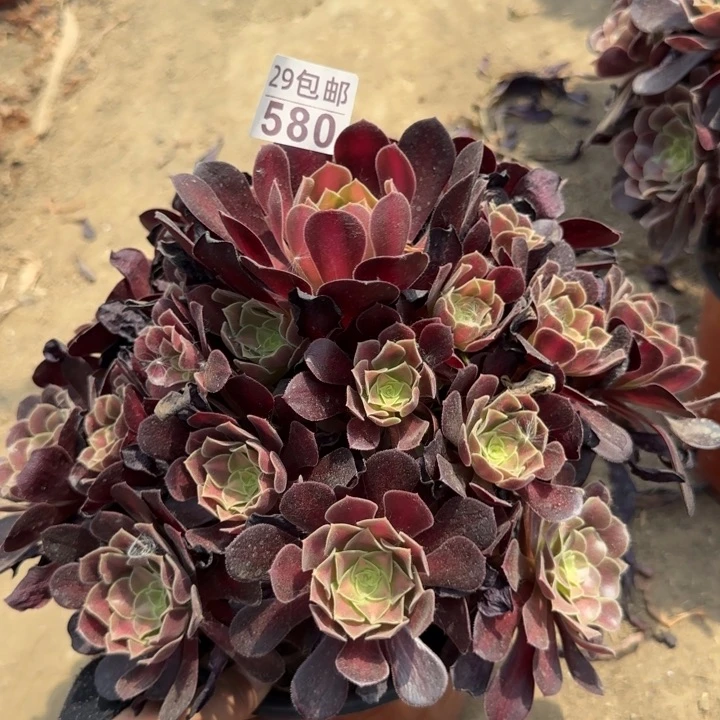 花娜……多肉植物……
