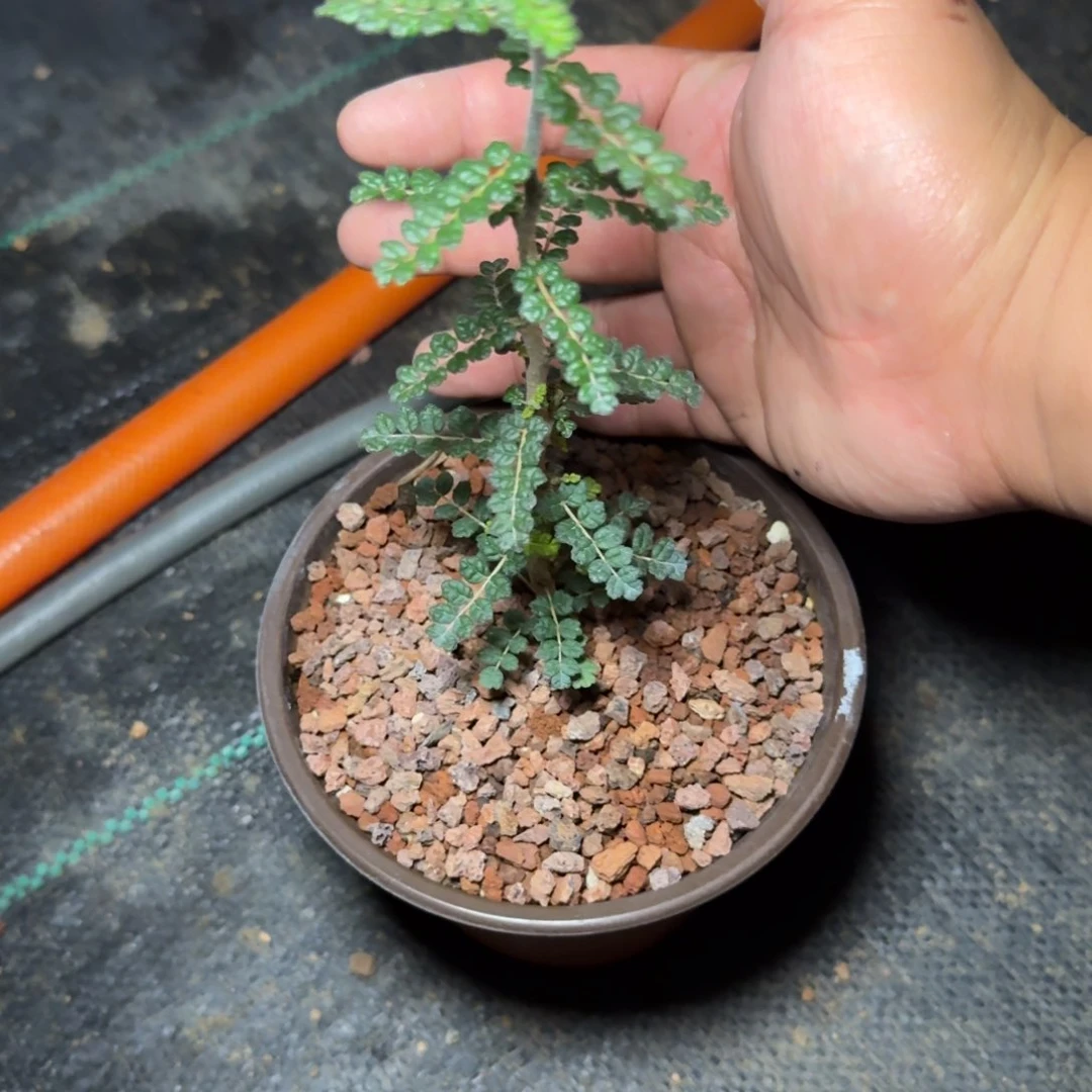 泡泡叶橄榄 多肉植物