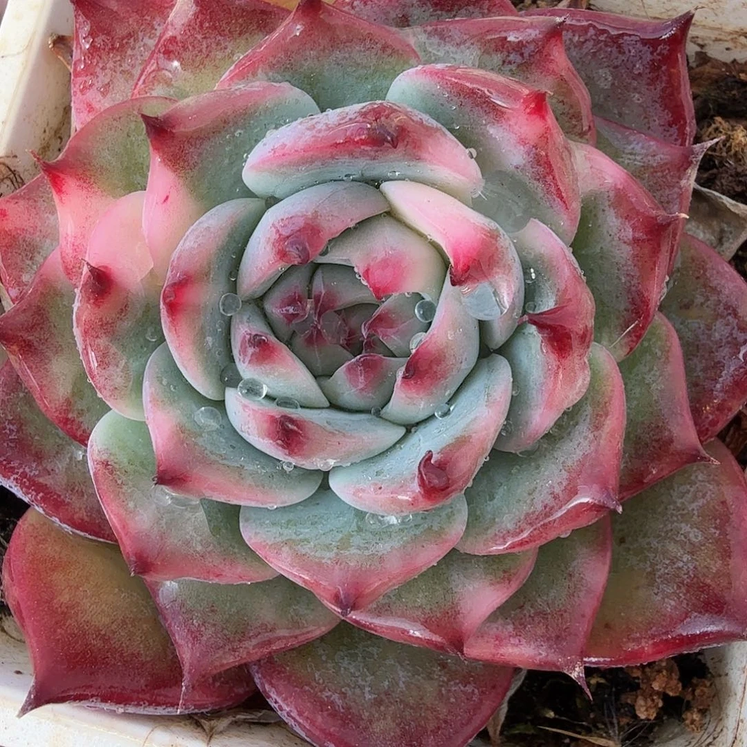 吉娃娃锦，多肉植物