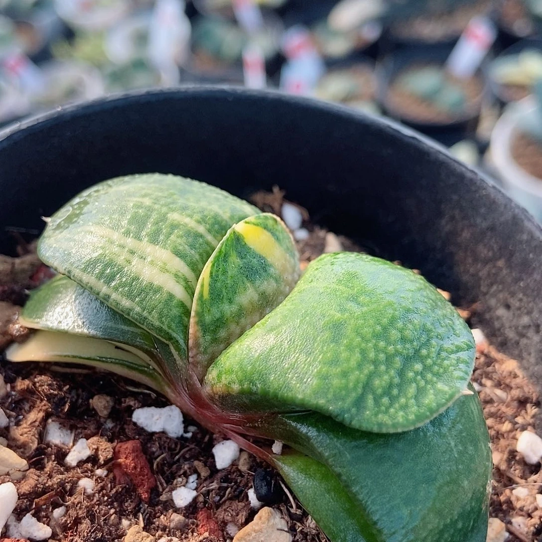 56卧牛实生锦带盆发货