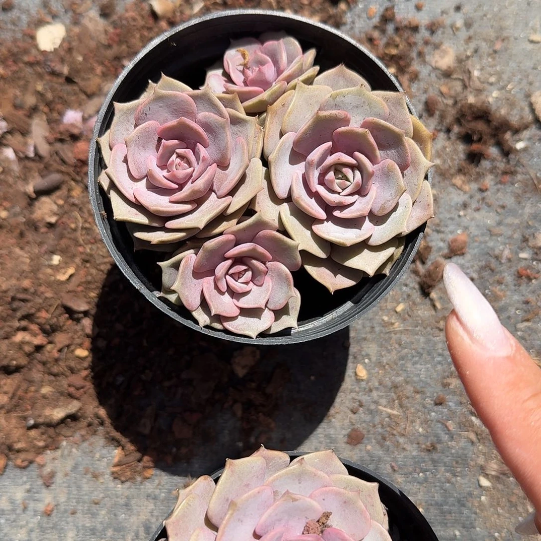 紫姬多肉植物精品