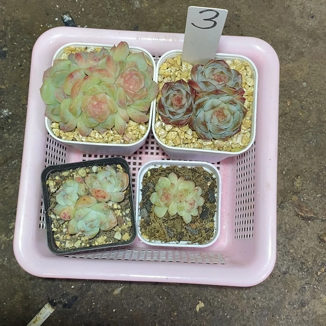 3号一筐4颗多肉植物