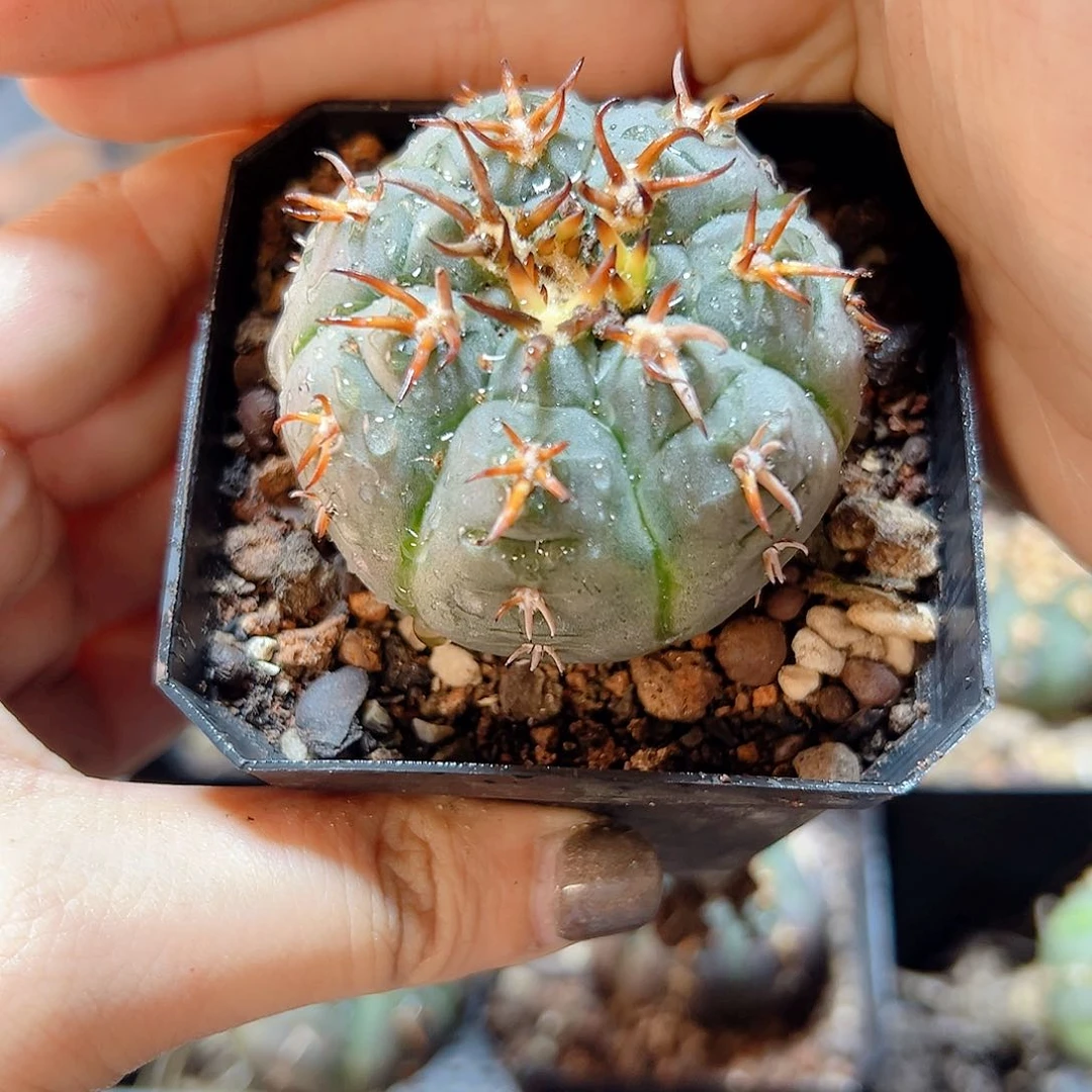 实生猫爪刺好4.3公分1颗