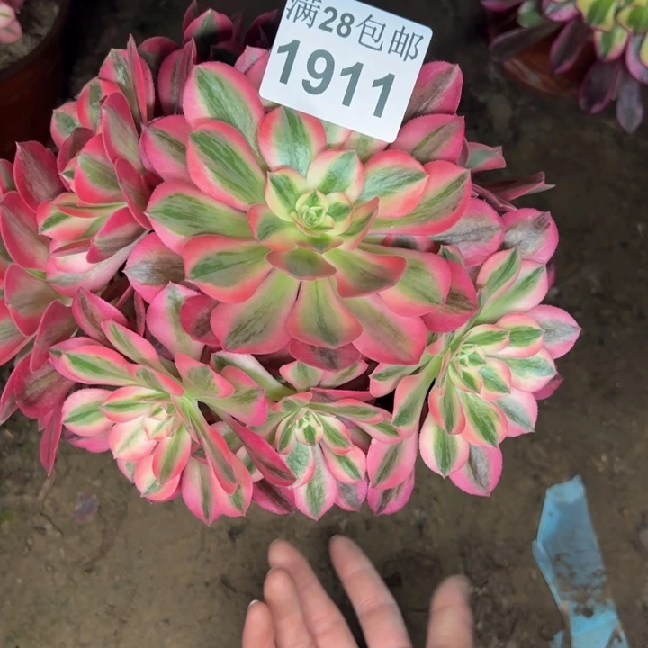 1911女巫多肉植物