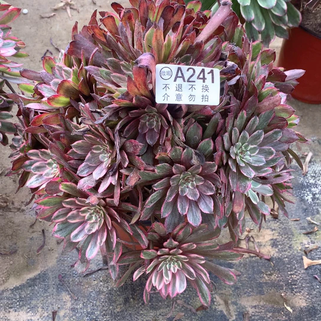 多肉植物仙子有小损241