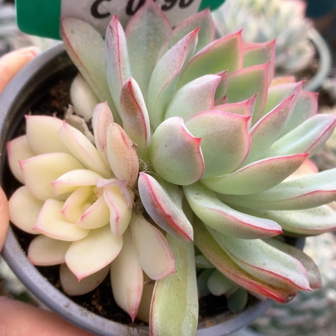 790雨燕座锦锦锦锦锦锦