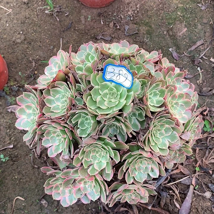 多肉植物安娜389号