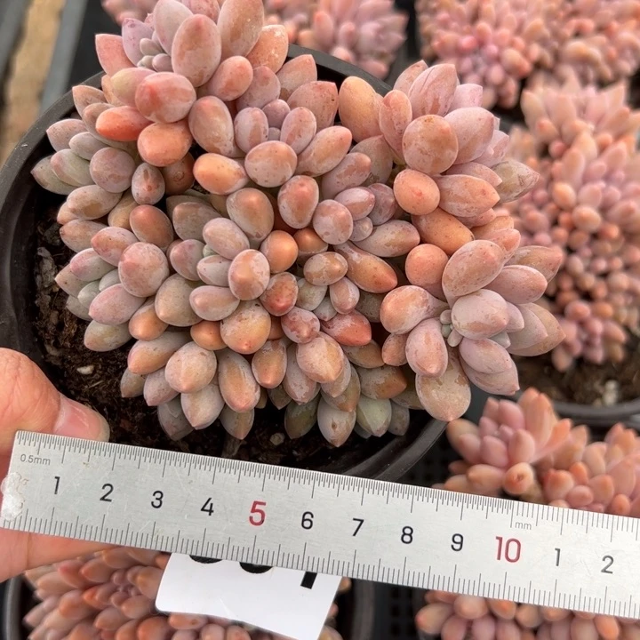 ?****r501 多肉植物组合盆栽