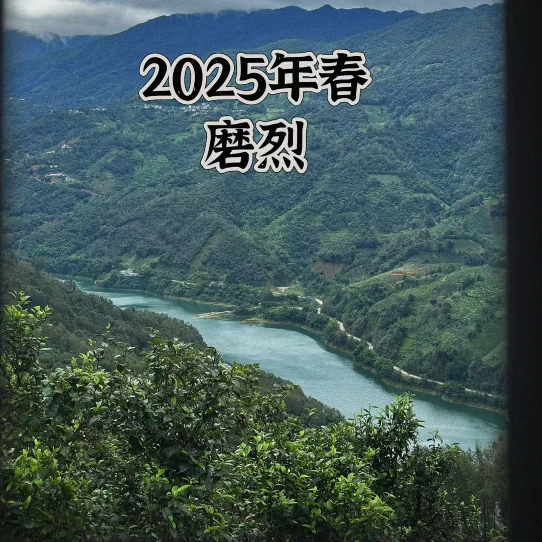 jinsa/金洒2025年春磨烈古树散茶100克