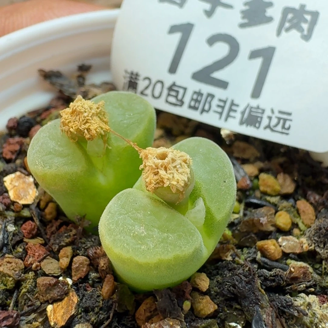 极窗400带盆土。