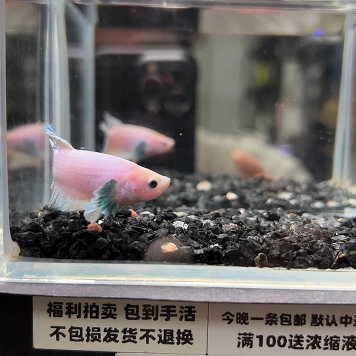 斗鱼竞拍跑单拉黑29日76