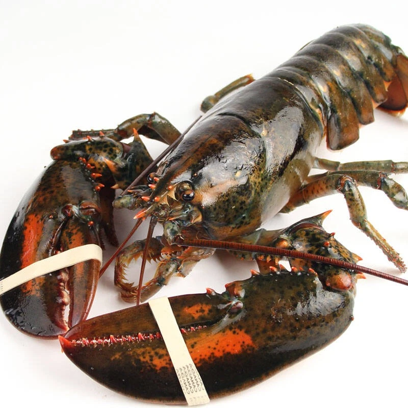 鲜活波士顿龙虾450-500g/只